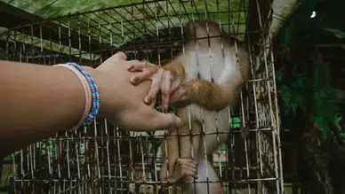 Interpol’den 134 ülkede eş zamanlı hayvan ticareti operasyonu