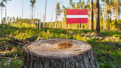 IKEA, iki Avrupa ülkesinden orman satın aldı