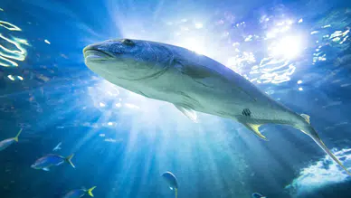 Bilim insanlarından korkutan uyarı: Isınan okyanuslar balık kaybını hızlandırıyor