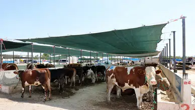 Kurban Bayramı hazırlıkları başladı: Kurbanlık fiyatları belli oldu
