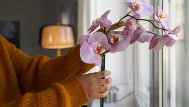 Evde orkide bakımı rehberi: Orkide nasıl çiçek açtırılır?