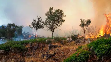 Komşuda alarm durumuna geçildi: Hava sıcaklığı 40 dereceyi aştı, adalar tahliye ediliyor