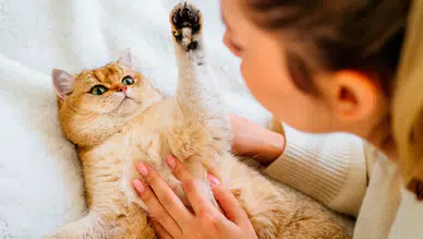 Dünya Kediler Günü: Sadece sevimli değiller, aynı zamanda şifacılar