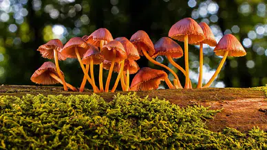 Toprağın altındaki görünmez ağlara Nobel ayarında ödül