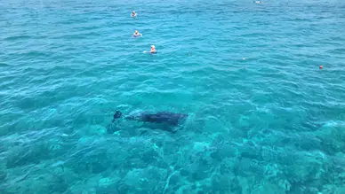 Alanya kıyılarında tatilcileri şaşırtan yunus ziyareti