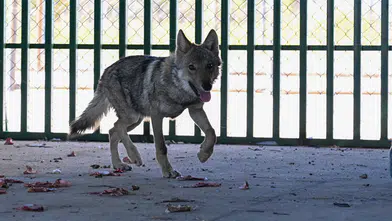 Van'da zincirle alıkonulan kurt, üniversite tarafından koruma altına aldı