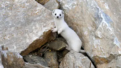 Van'da nesli koruma altında olan, dünya tatlı beyaz gelincik görüntülendi