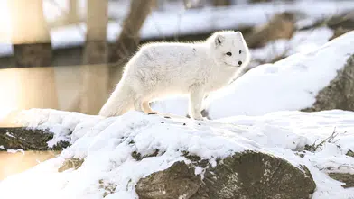 Stockholm Skansen Açık Hava Müzesi: 130 yıllık bir zaman yolculuğu