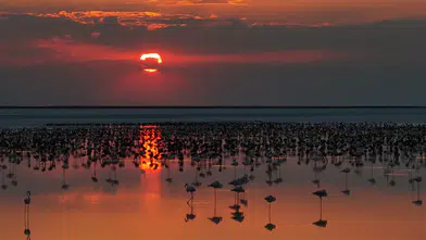 Tuz Gölü'nde flamingo sevinci: 12 bin 800 yavruyla son 5 yılın rekoru