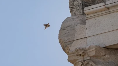 Bergama Akropolü'nün kuşları