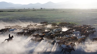 Erciyes Dağı'nın eteklerinde yaşayan yılkı atları