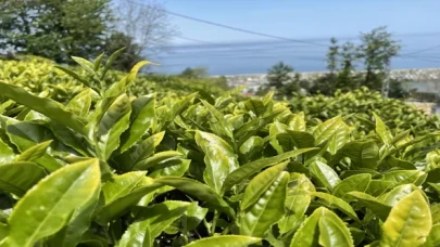 ÇAYKUR 10 günde yaklaşık 50 bin ton yaş çay aldı