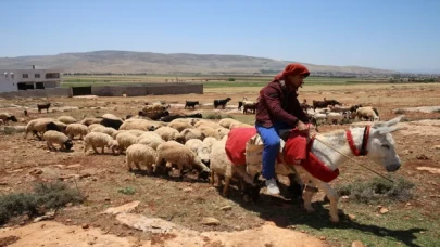 Çobanlık yapan dünya kupası ikincisi kick boksçunun yeni hedefi Avrupa şampiyonluğu