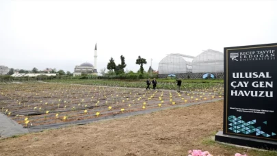 Türk çayının geleceğini koruyacak ”Ulusal Çay Gen Havuzu” açıldı