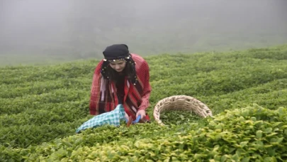 Giresun’da çay hasadı etkinliği düzenlendi