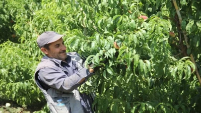 Hatay’da yassı şeftali hasadı başladı