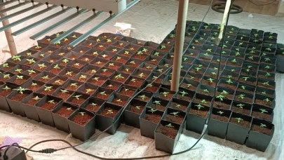 Tekirdağ’da bir apartman dairesinde Hint keneviri yetiştiren 2 şüpheli yakalandı