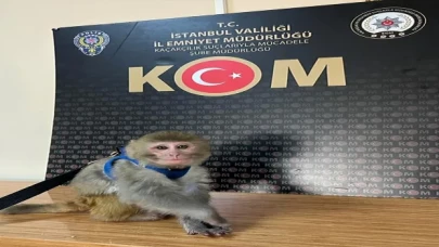 İstanbul merkezli 14 ilde tropik hayvan satışına operasyon