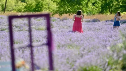 Lavanta tarlaları Safranbolu’da alternatif turizm rotası oluşturuyor