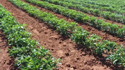 Kilis’te çiftçiler biber hasadına başladı