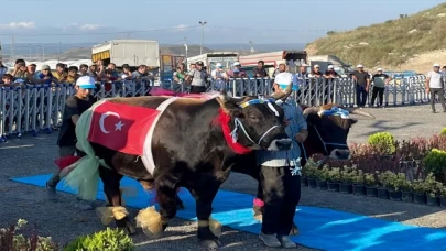 İstanbul’da ”en güzel” büyükbaş kurbanlıklar yarıştı