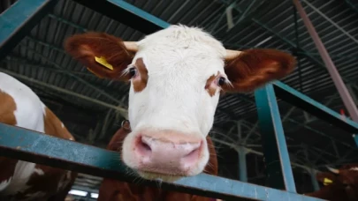 Kurban pazarlarında arife yoğunluğu