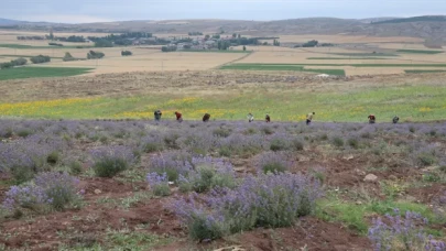 Tokat’ta atıl tarım arazisine dikilen lavantaların hasadı yapıldı