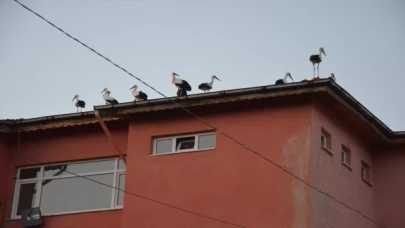 Göç yolundaki leylekler Manisa’da görüntülendi