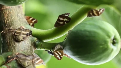 Vampir kelebek İstanbul'da her zamankinden fazla!