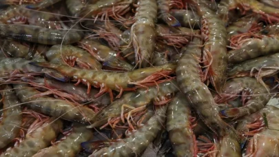 Ege’nin kara kabuk midyesini BAE, salyangozunu Fransa tercih ediyor