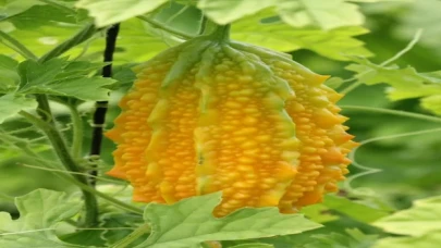 Ankaralı muhtar, 2 çekirdek tohumla başladığı kudret narı üretiminde sera kurdu 