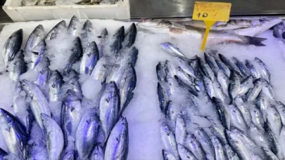 Çaparilere takılan palamutlar sezon öncesi balıkçıları umutlandırdı