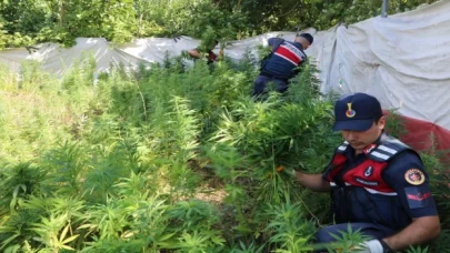 İstanbul’da 23 bin 24 kök Hint keneviri ele geçirildi, 1 zanlı tutuklandı