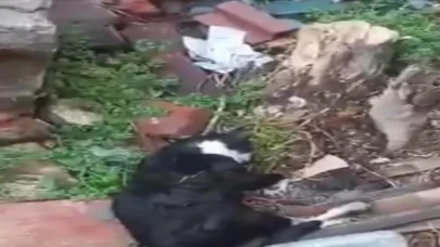 Boş arazide 15 kedi ölü bulundu