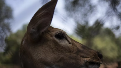 ABD'de huzurevine giren geyik, polis operasyonuyla yakalandı