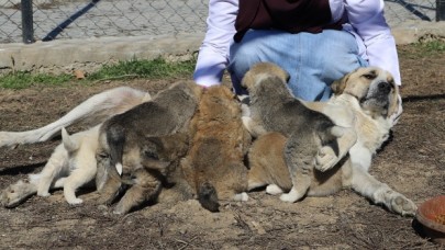 Annesiz kalan 7 yavru köpeği, başka bir anne köpek sahiplendi
