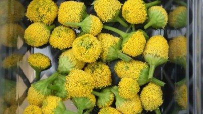 Antalya'da yetiştirilen yenilebilir elektrik çiçeğine yoğun ilgi