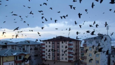 Ardahan'da istilacı kargalar: Bu sefer gece ortaya çıktılar