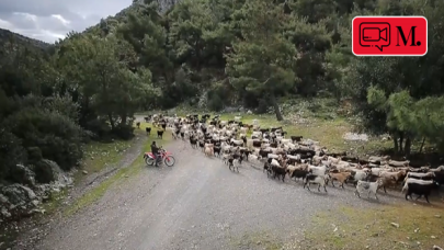 Bodrum'un "teknolojik çobanı" sürüsünü drone ile takip ediyor