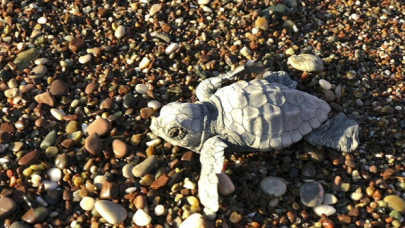Caretta carettalar için "Kesin korunacak hassas alan" ilanı