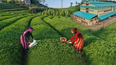 Rize'den yükselen ses: Çay Ültimatomu!