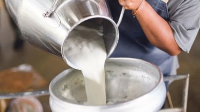 Çiğ süt destek ödemeleri bugün başlıyor