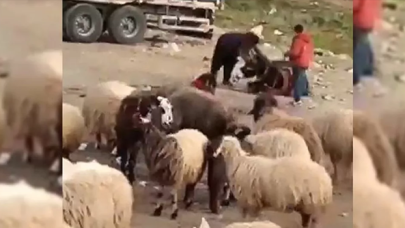 Eşeğini döven çobana 1033 lira para cezası