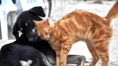 Hayvanlar için dünyanın ilk koronavirüs aşısı Rusya’da tescil edildi