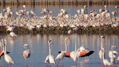 İzmir'de endişe uyandıran flamingo ölümleri