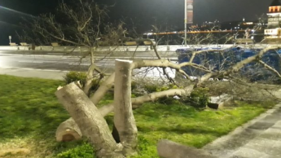 Kız Kulesi'nin karşısındaki ağaçları kesen kişiler yakalandı