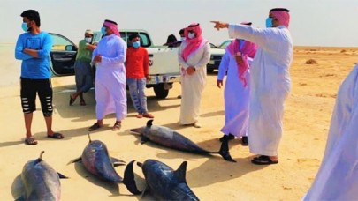 Kızıldeniz kıyısında 40 yunus mahsur kaldı