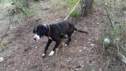 Köpeği ağaca bağlayıp ölüme terk ettiler