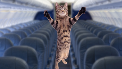 Korsan kedi, uçağı esir aldı! Peki ama nasıl?