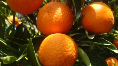 Köyceğiz Portakalı'na coğrafi işaret alınması için çalışma yapılıyor